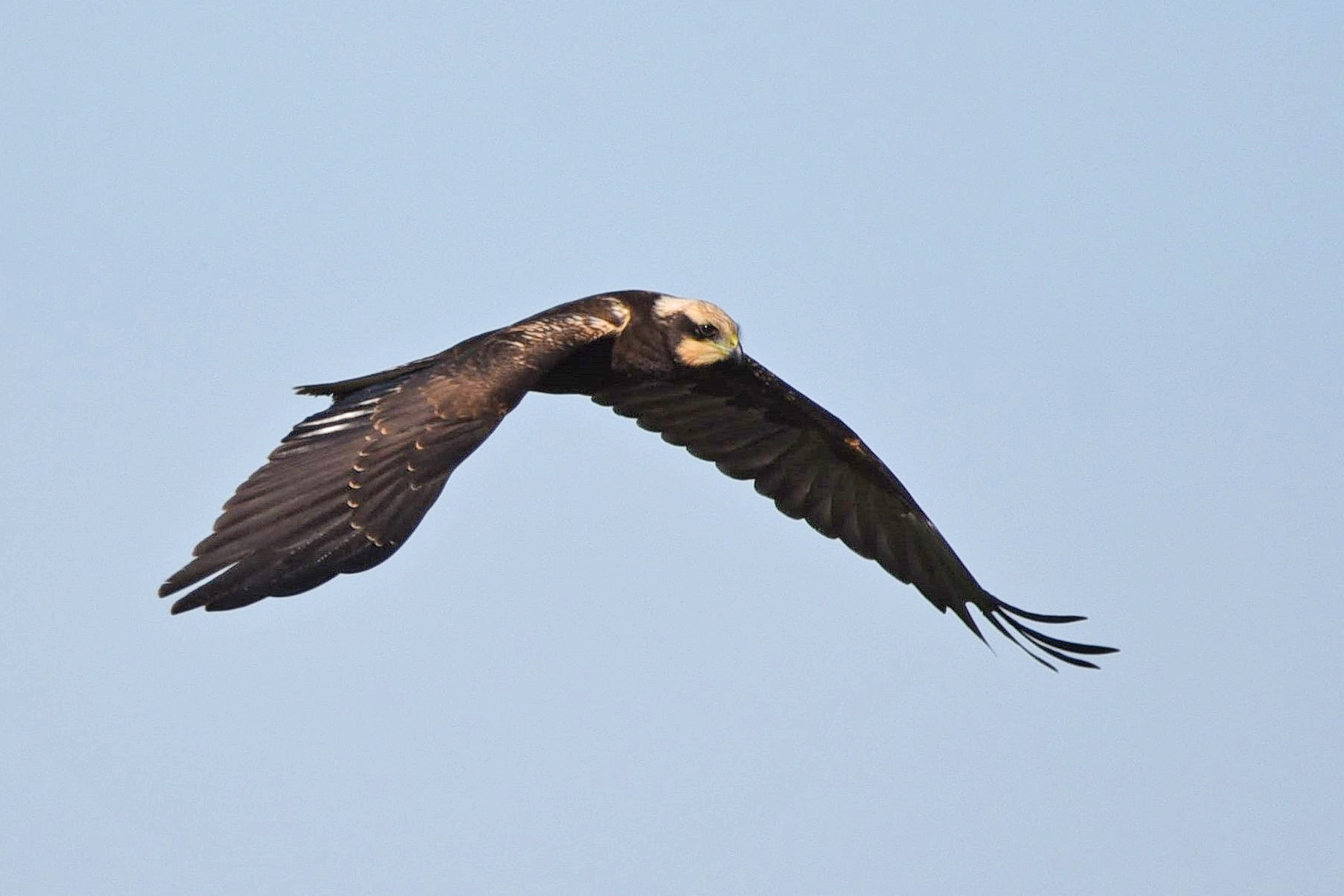 Western Marsh Harrier (Circus aeruginosus)