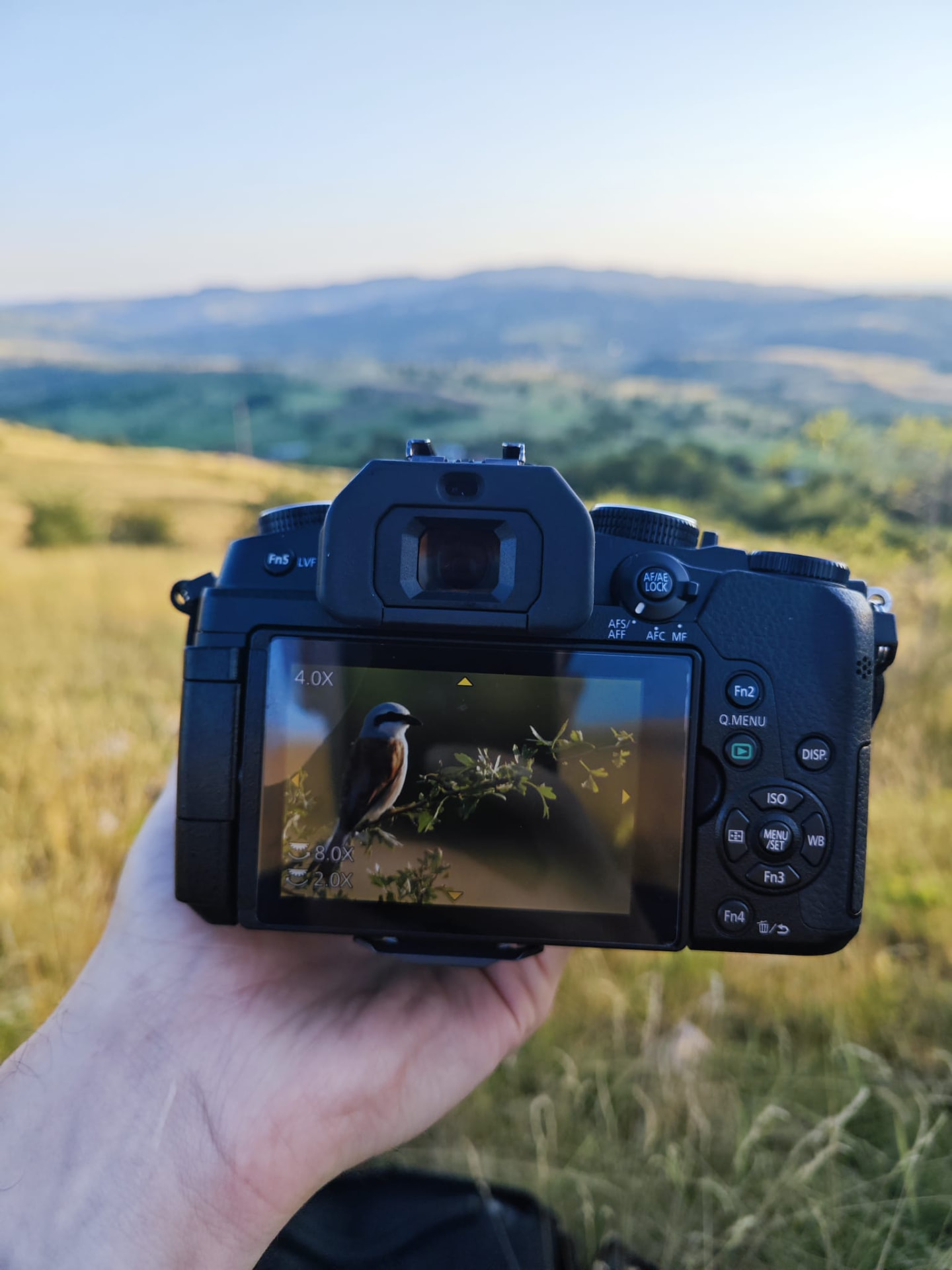 Rear screen of a Panasonic G80 camera showing a red-backed shrike perched on a branch