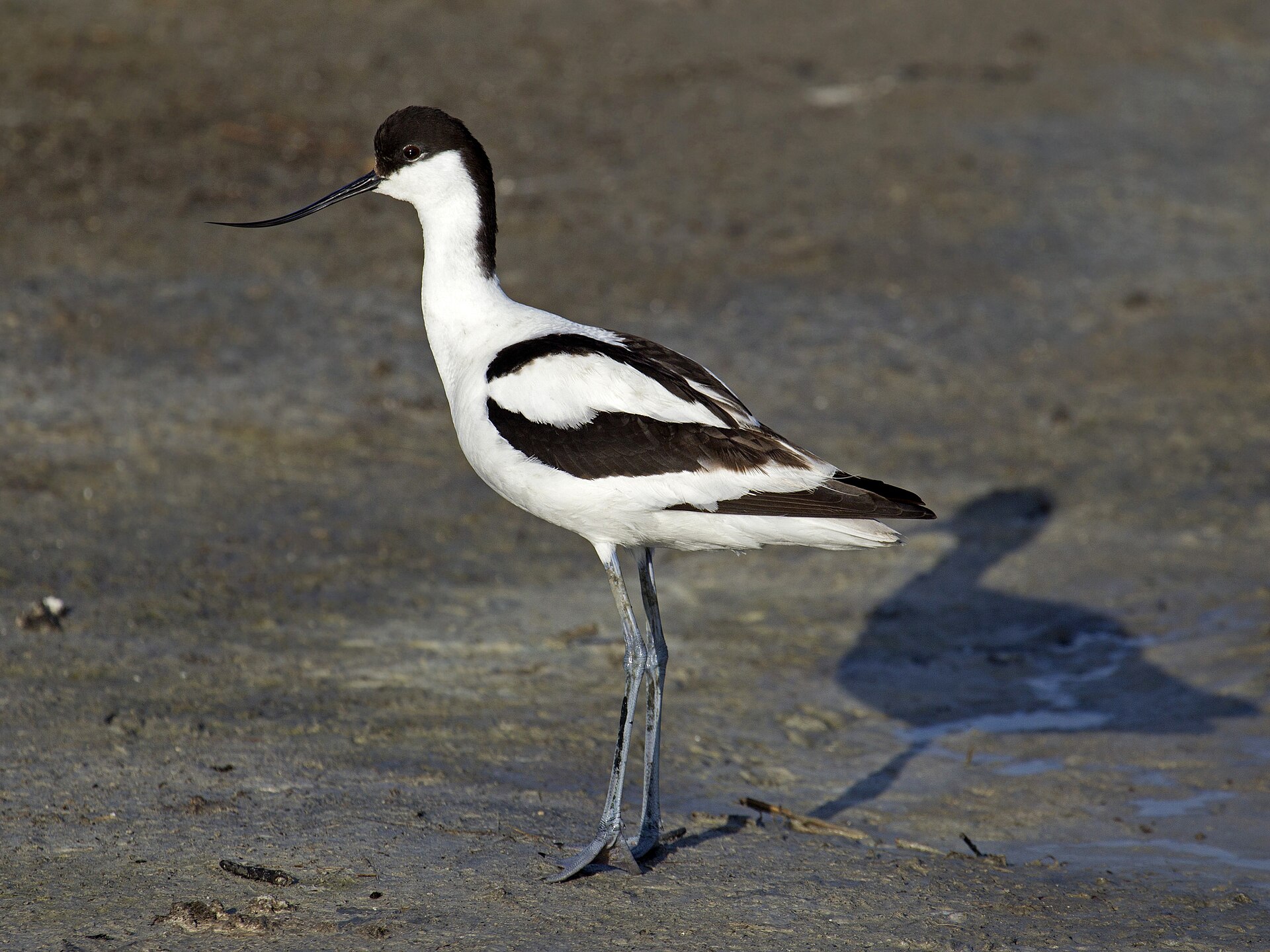 Pied Avocet (Recurvirostra avosetta)