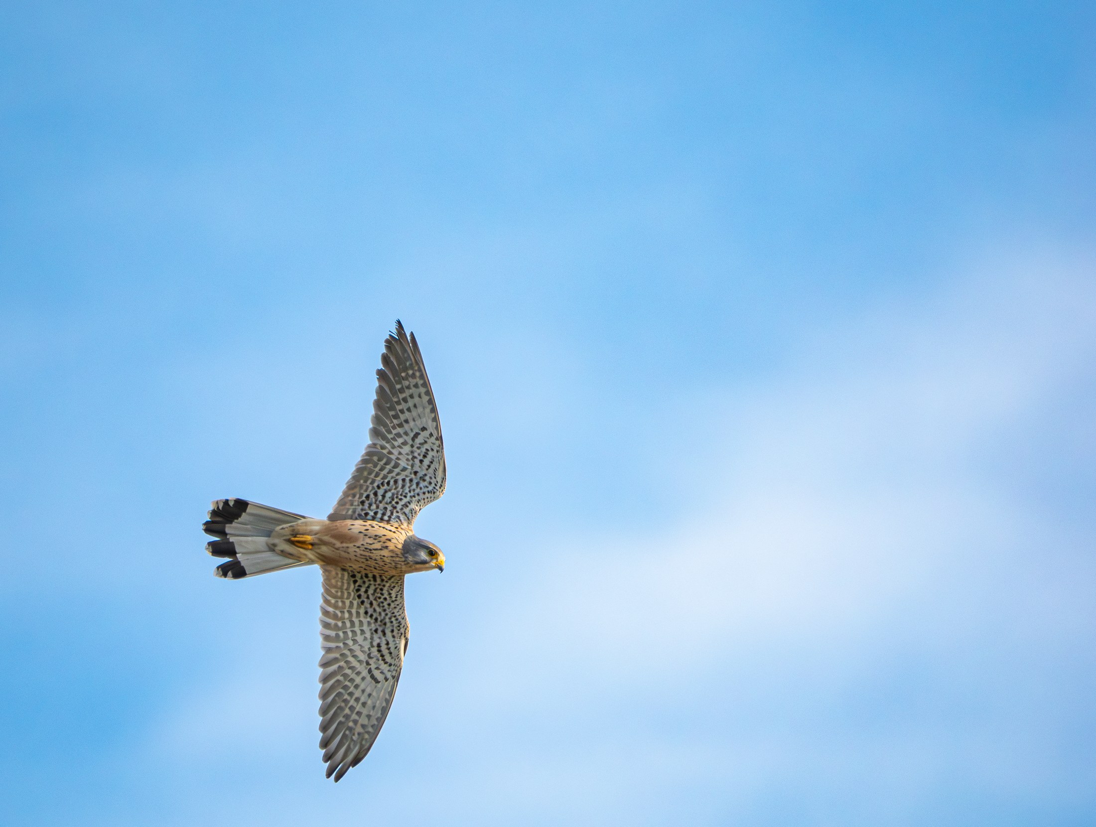 Open Sky — Kestrel in flight