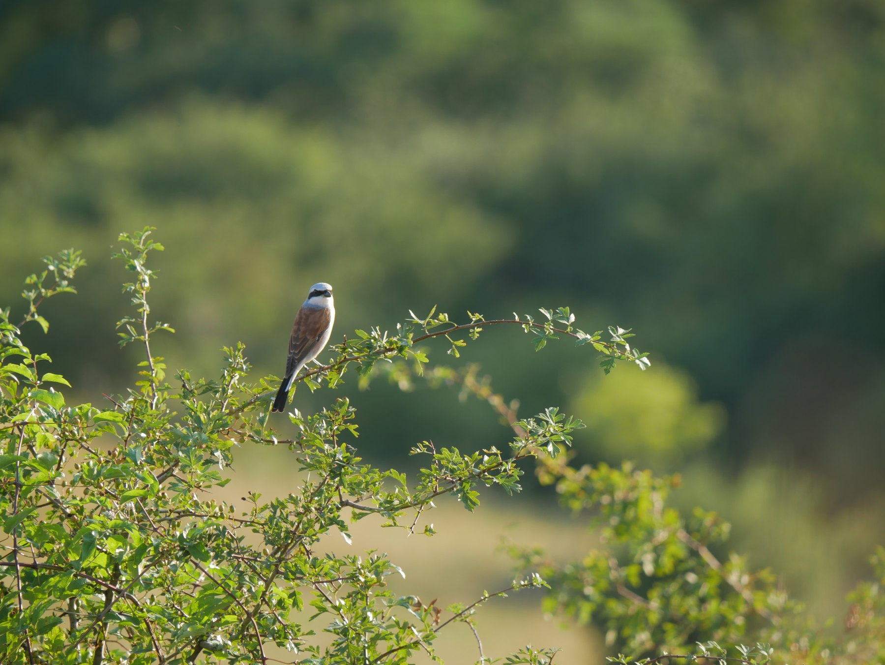 Wild bird among summer foliage