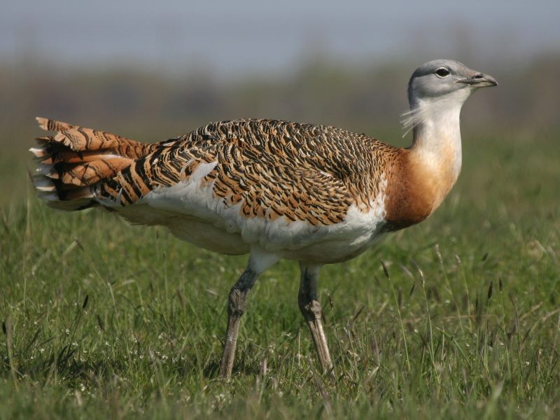 Great Bustard (Otis tarda)