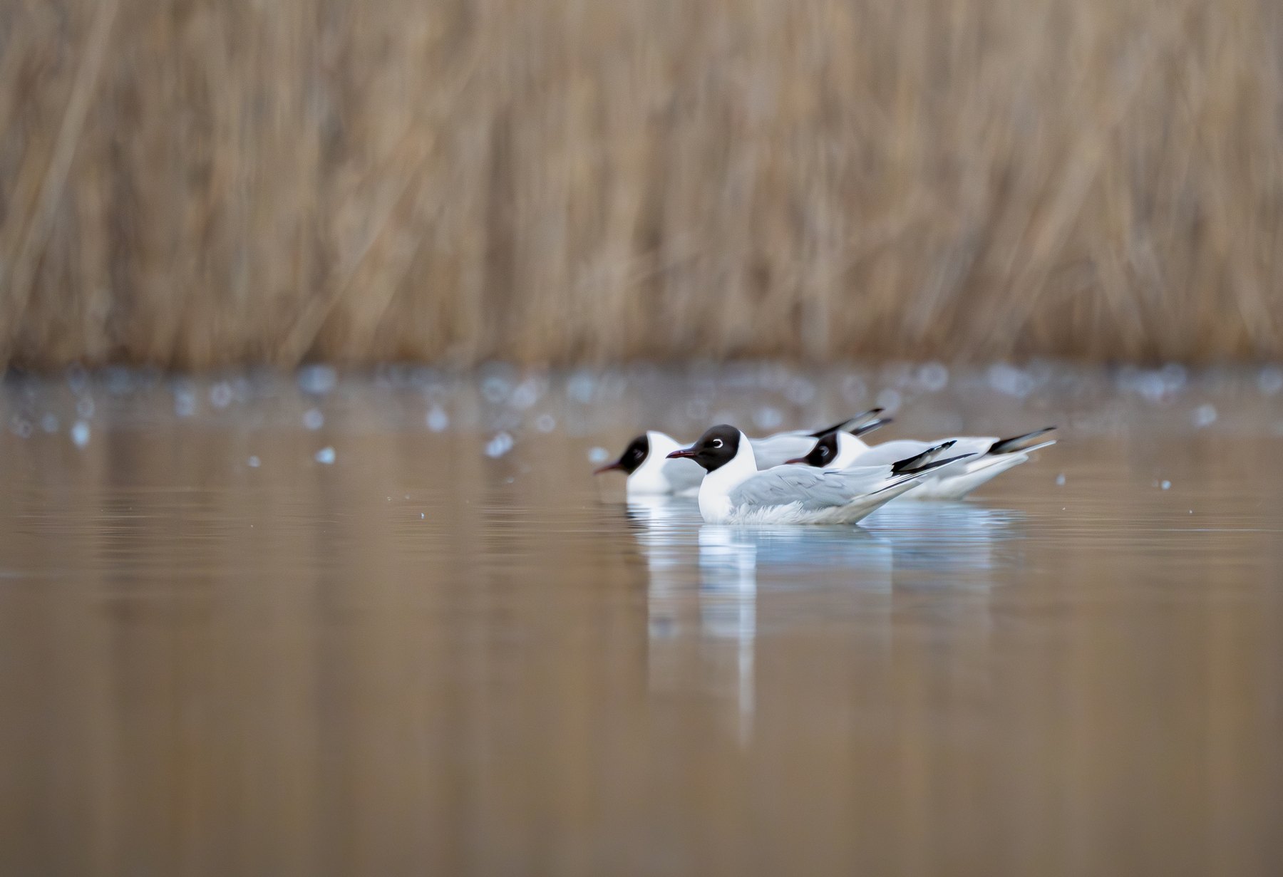 Waterbirds on a quiet reedbed