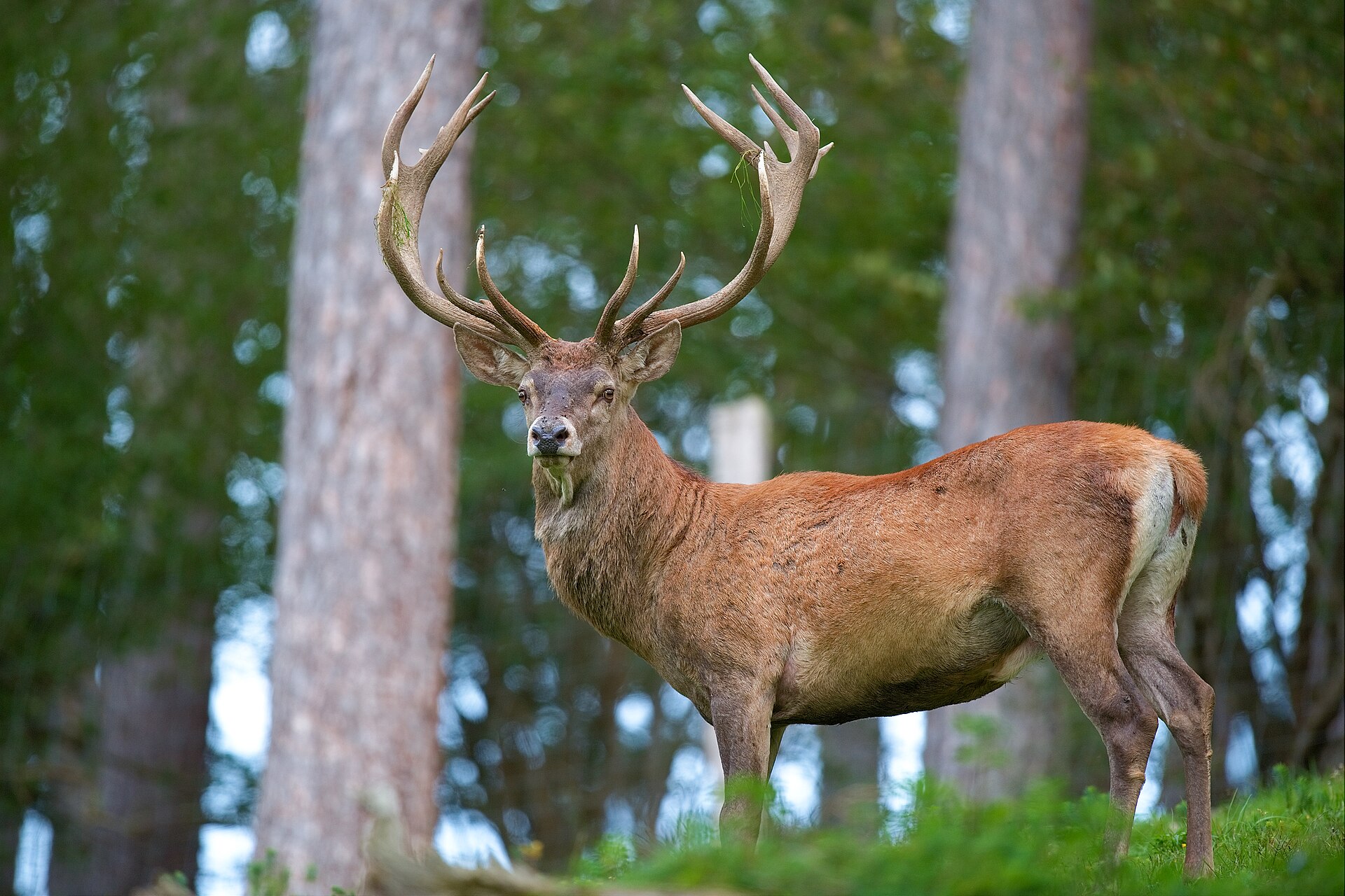 Red Deer (Cervus elaphus)