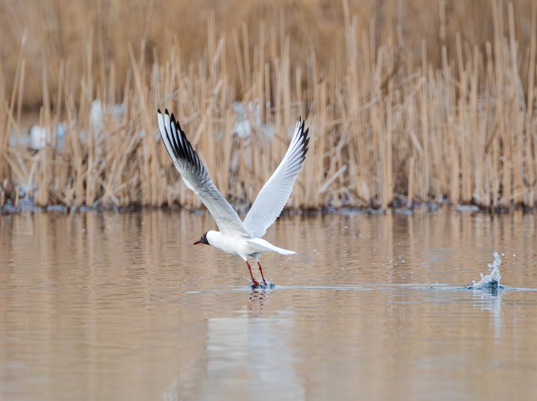 Swan in motion on the water