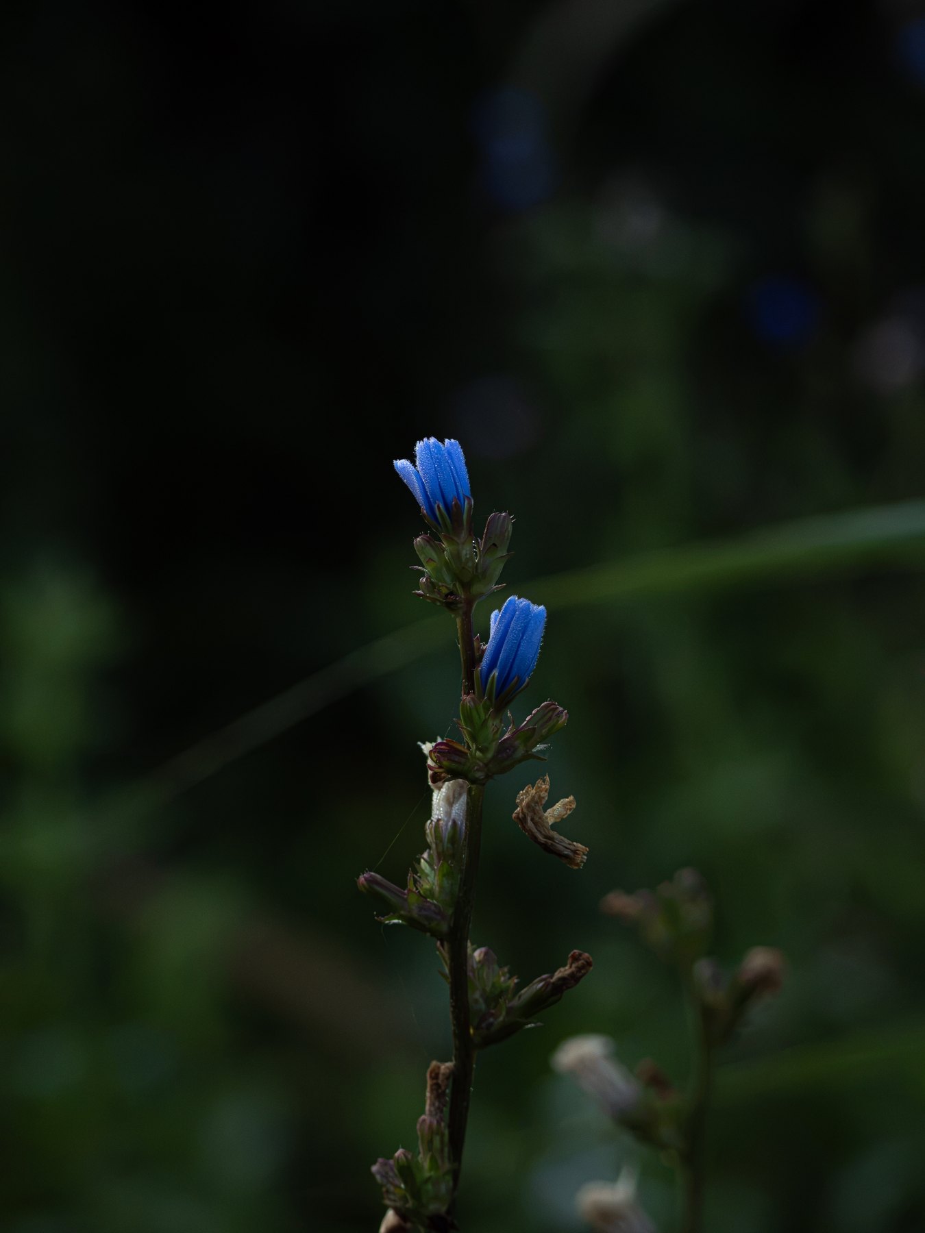 Blue flower in woodland shade