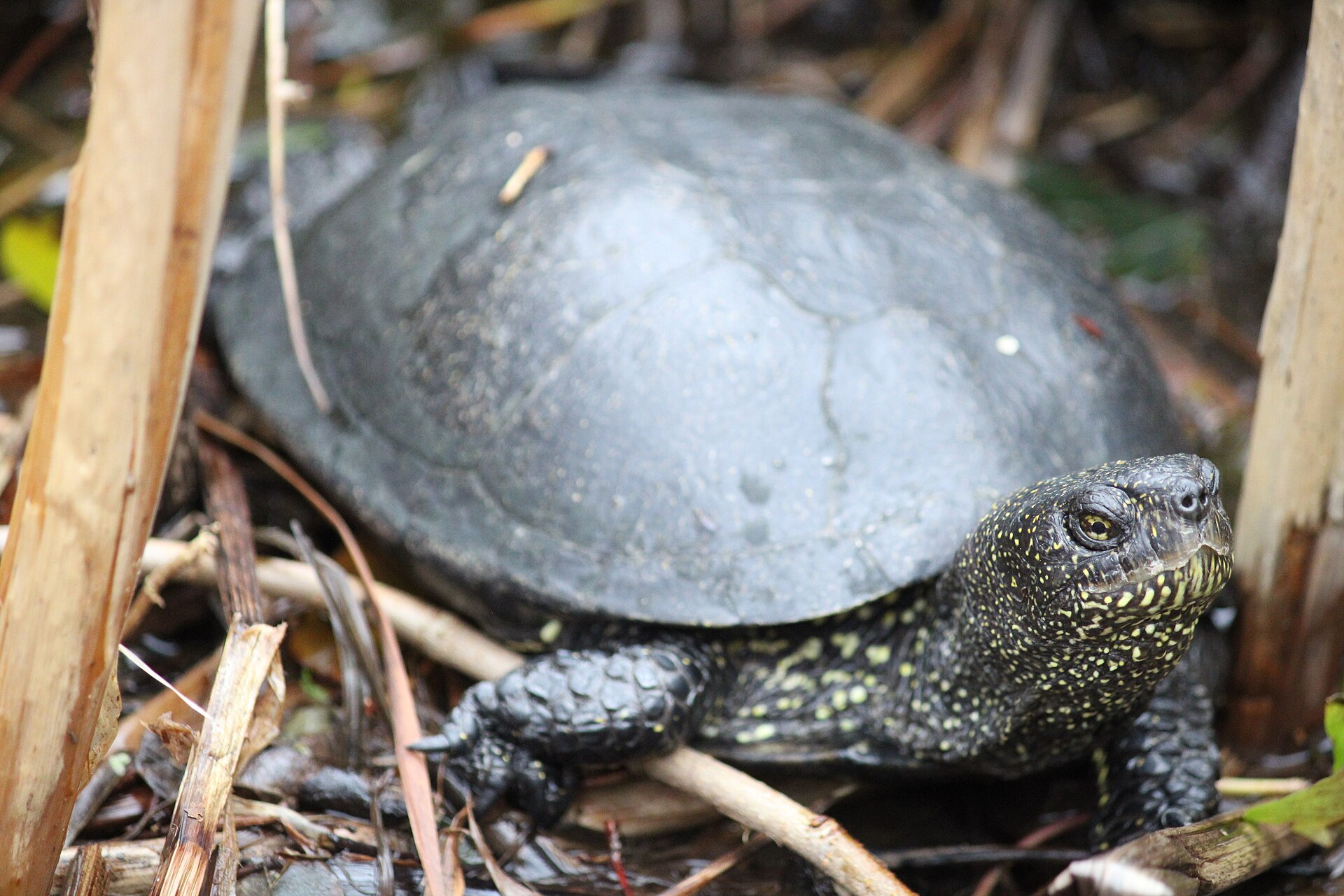 European Pond Turtle (Emys orbicularis)