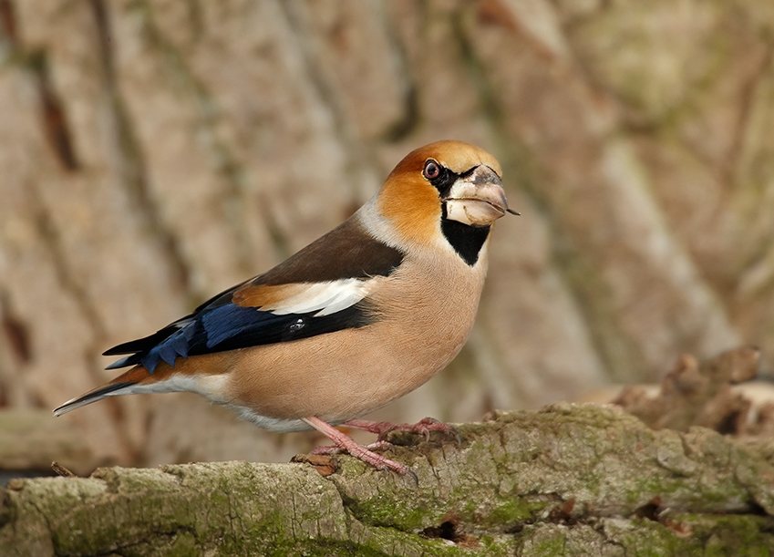 Hawfinch (Coccothraustes coccothraustes)