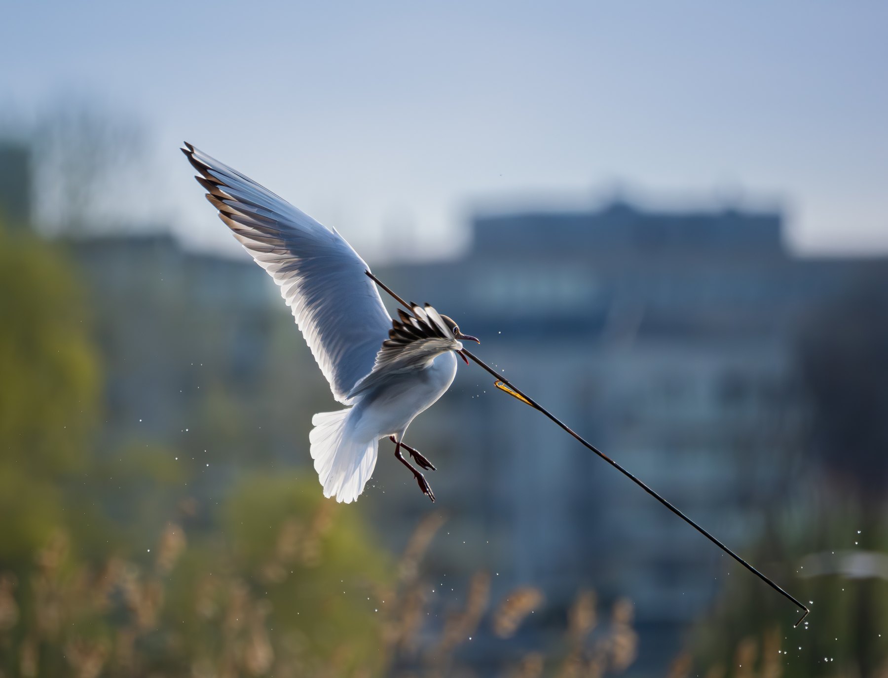 Gull landing above the reeds
