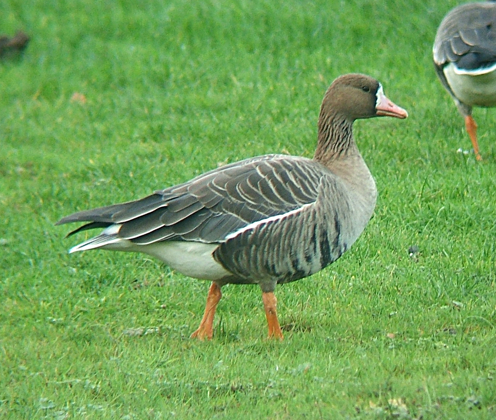 Greater White-fronted Goose (Anser albifrons)
