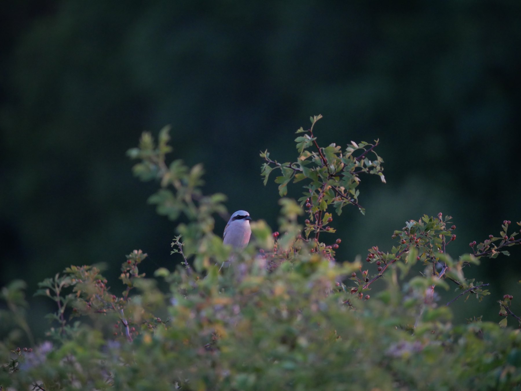 Wild bird among summer foliage