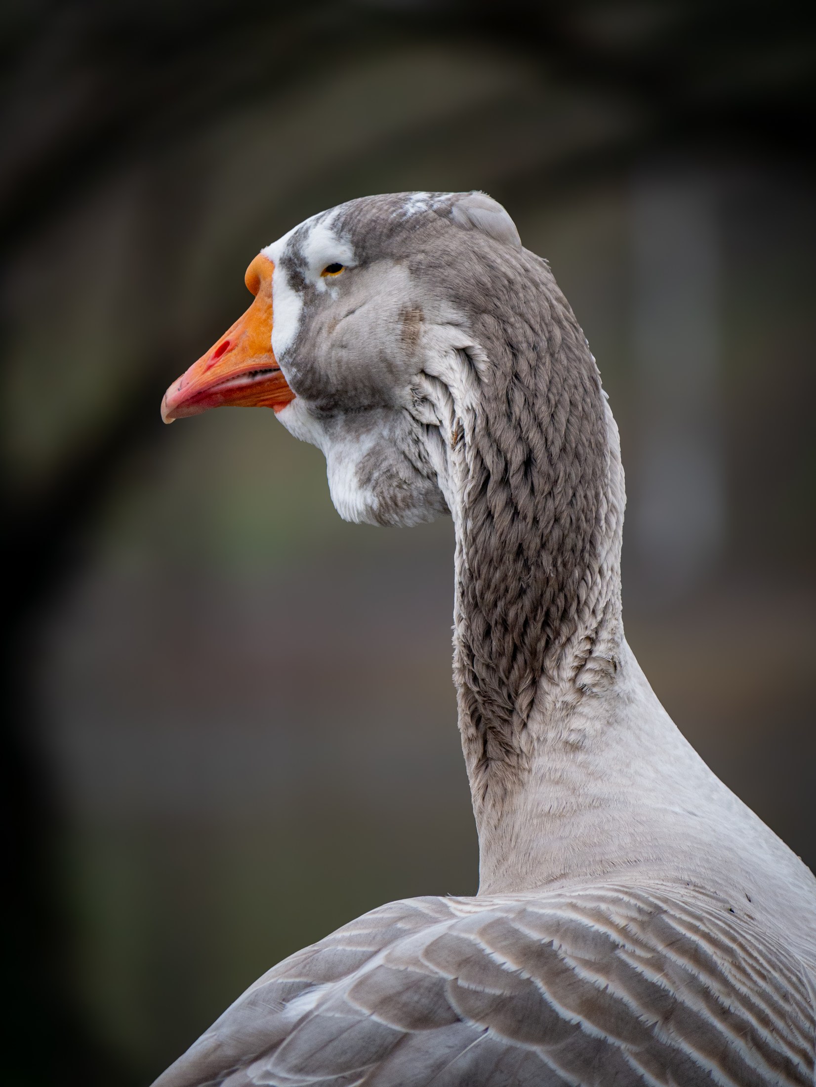 Quiet Profile — Greylag goose
