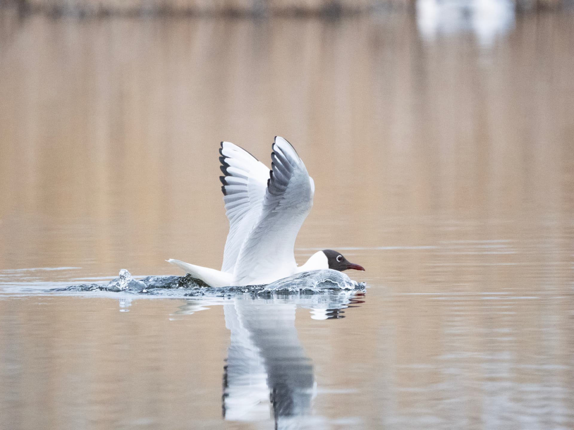 Gull raising its wings on water at ISO 10000 — before editing