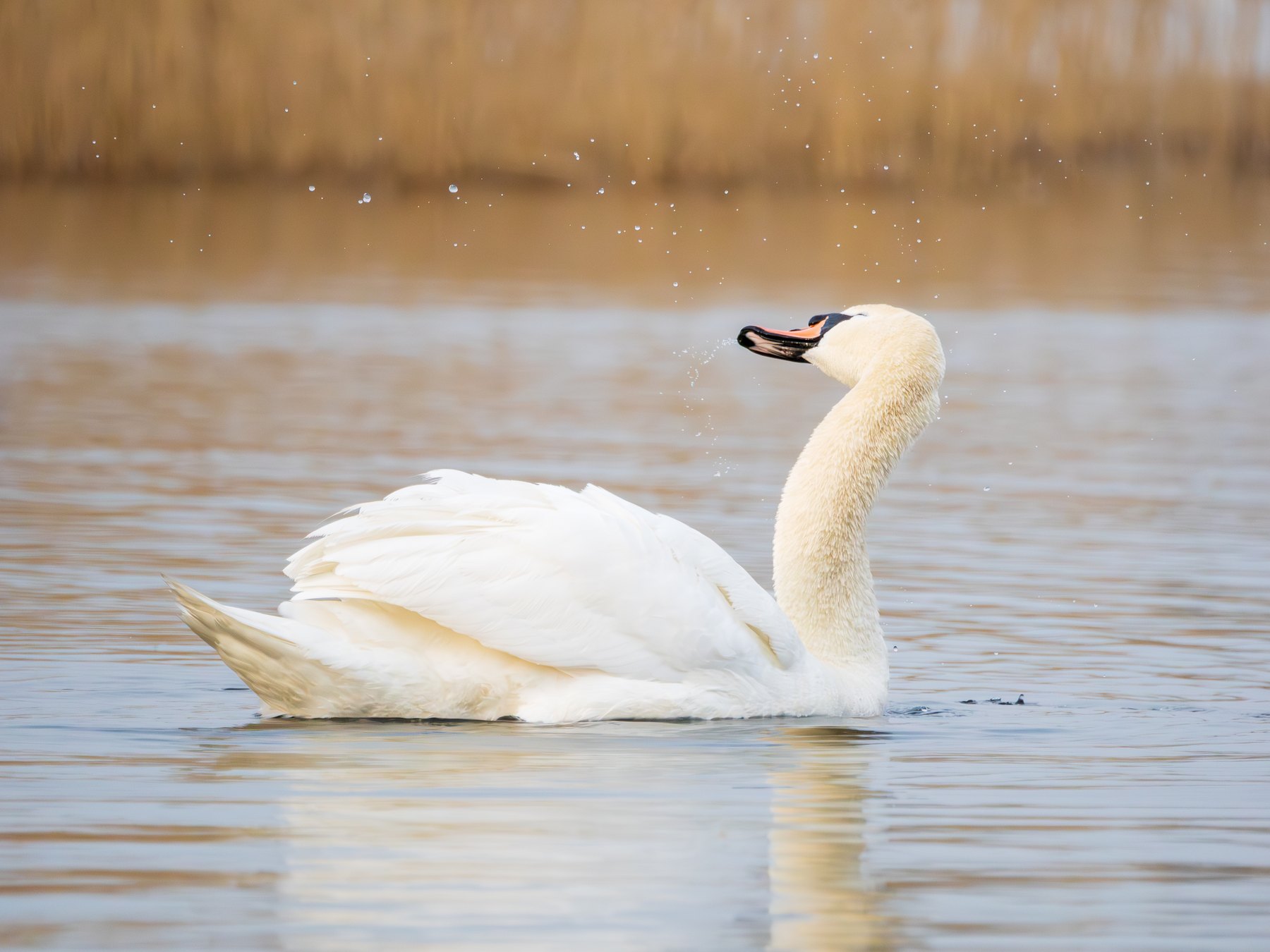 Mute swan on calm water
