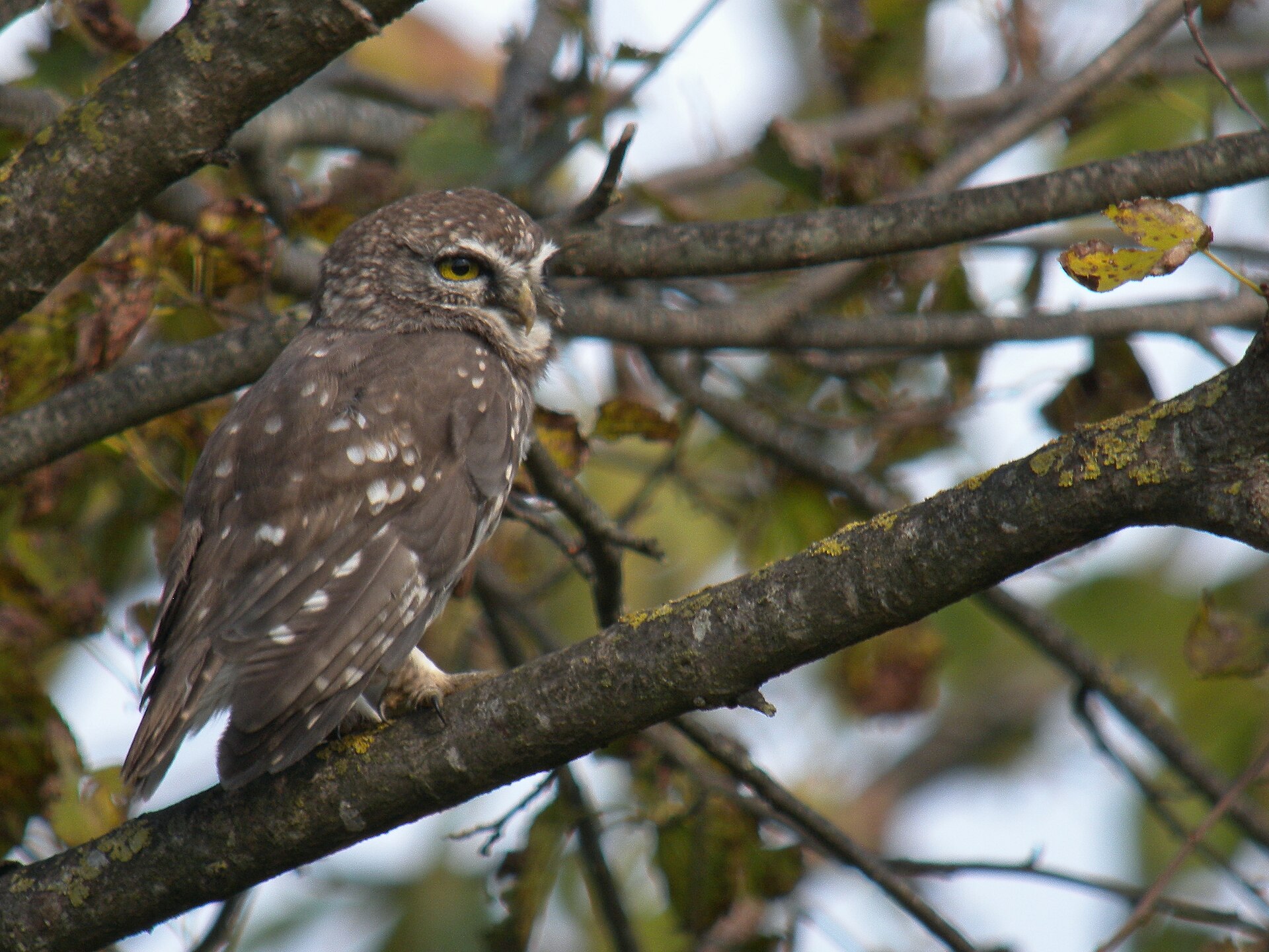 Little Owl (Athene noctua)