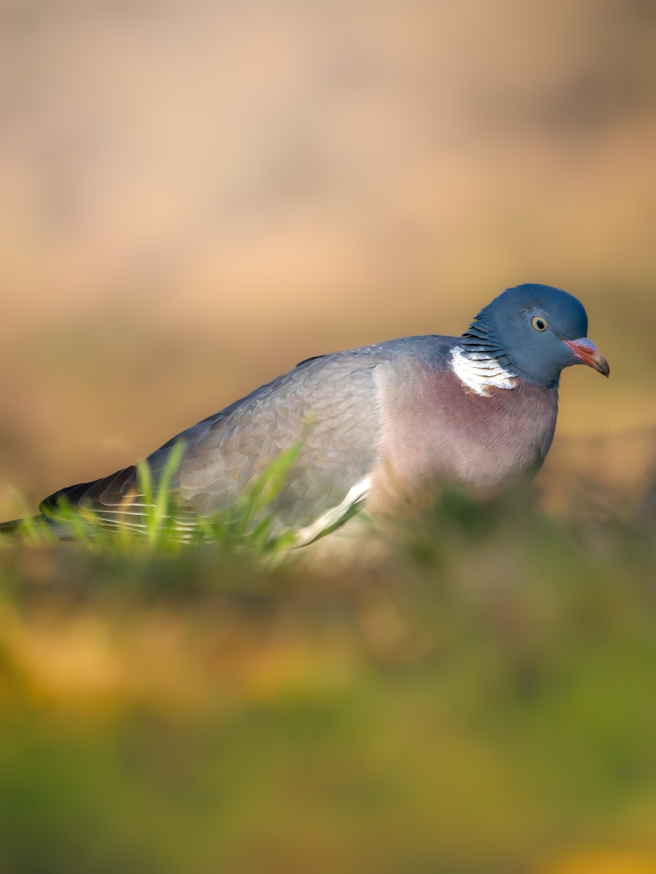 Wood pigeon at ground level