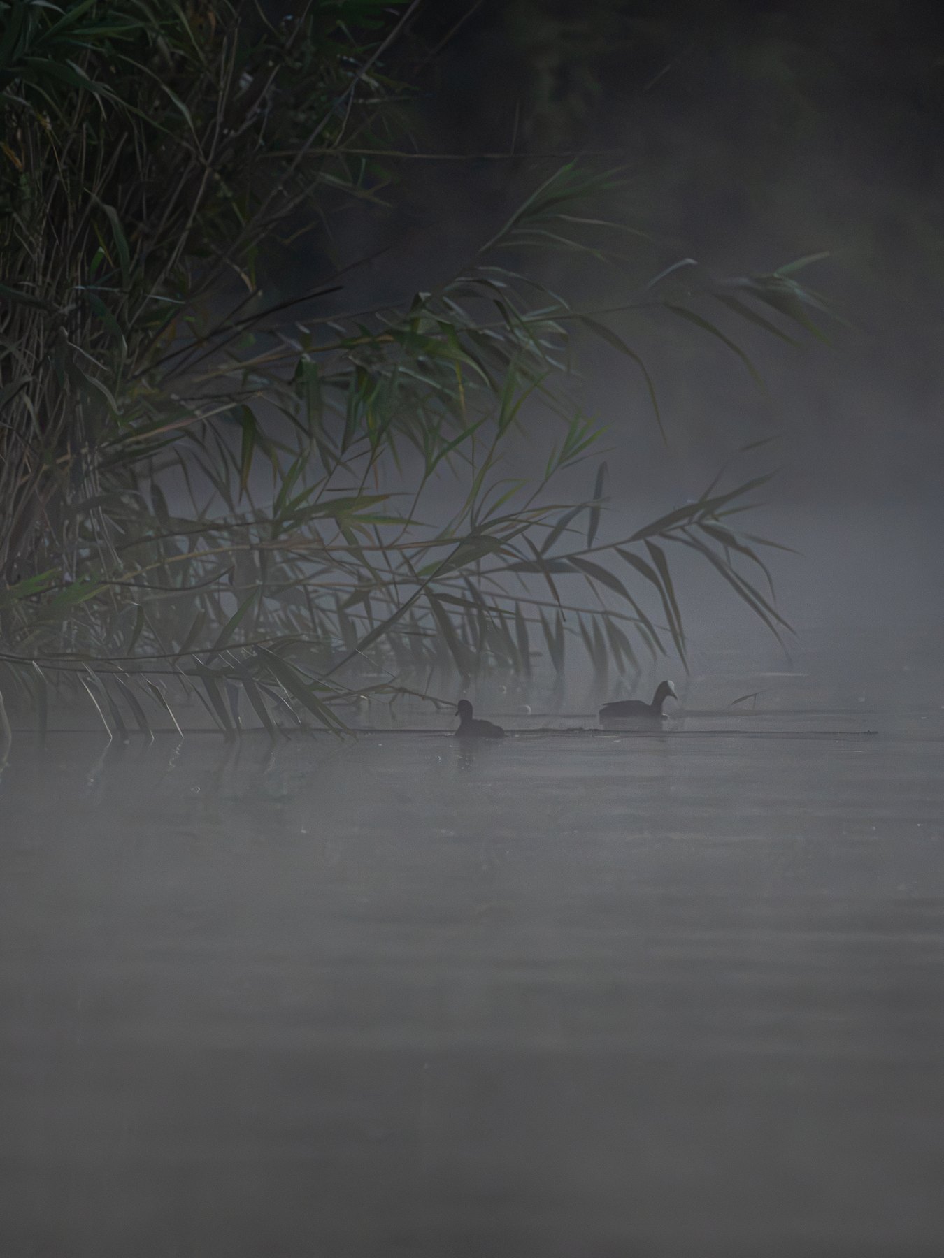 Heron moving through misty reeds