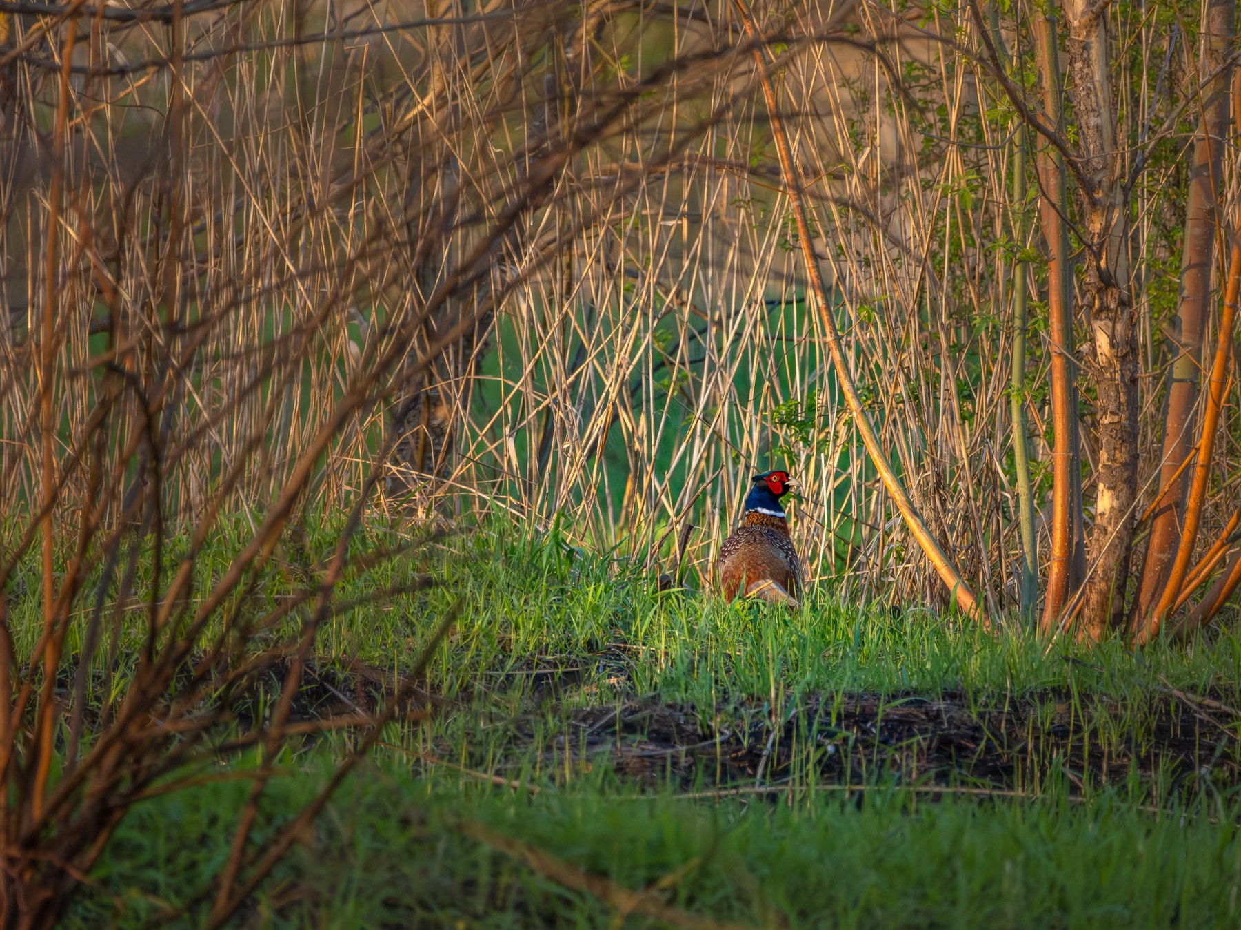 Spring blossom beside the reedbed