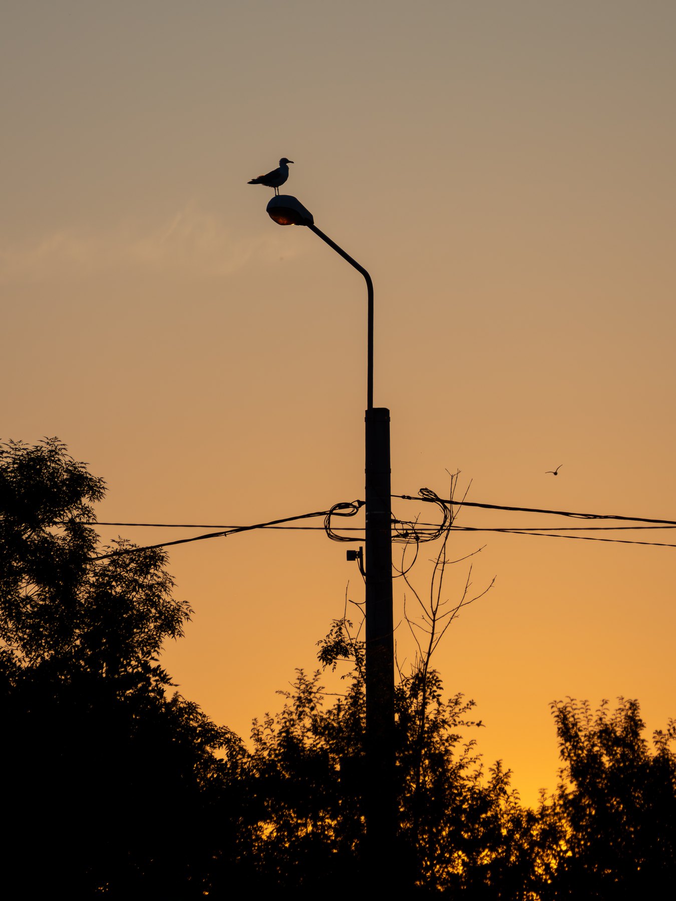 Birds crossing the evening skyline