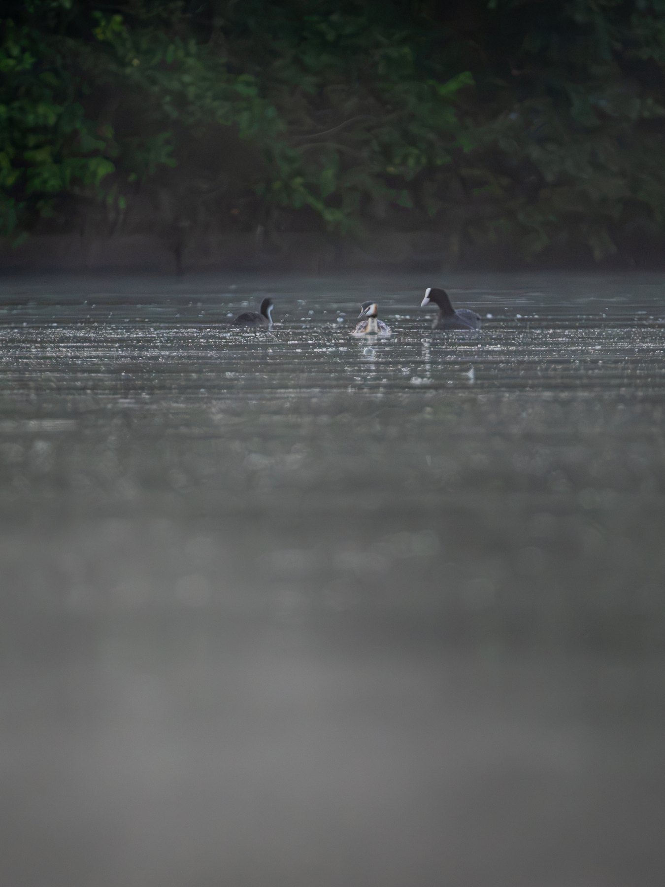 Waterbirds in morning mist