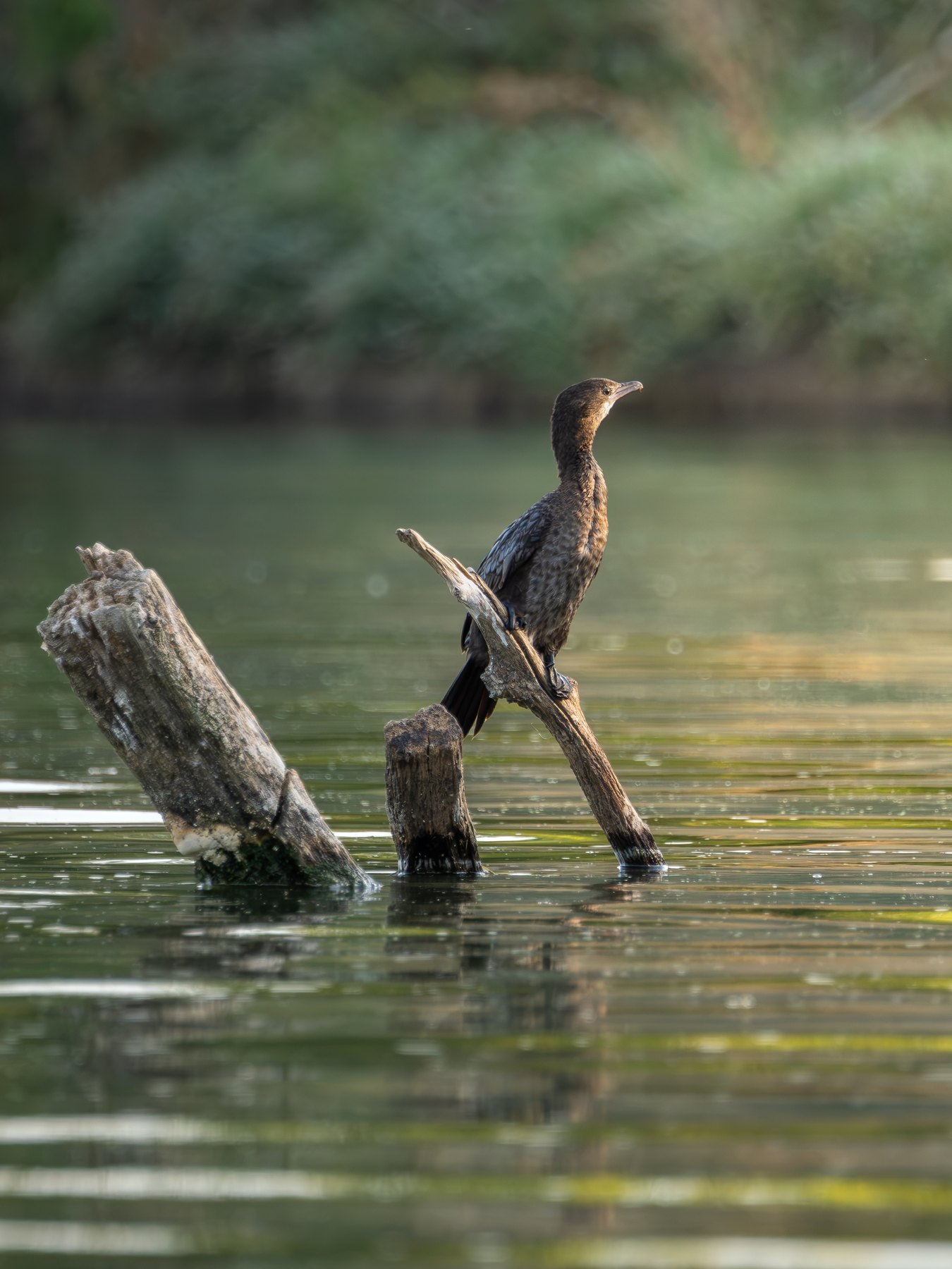 Cormorant resting above the water