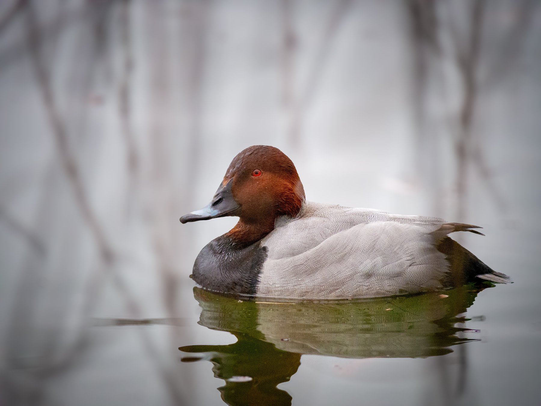 Waterbird portrait
