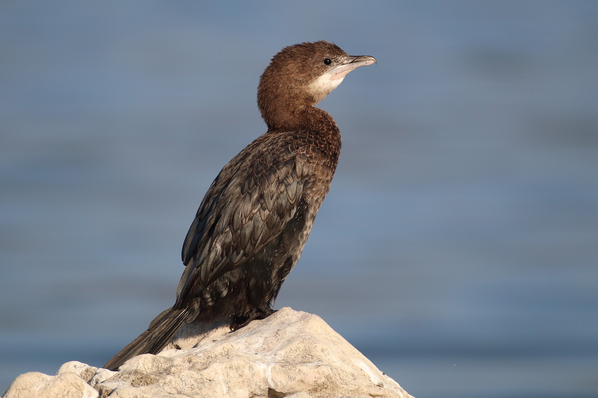 Pygmy Cormorant (Microcarbo pygmaeus)