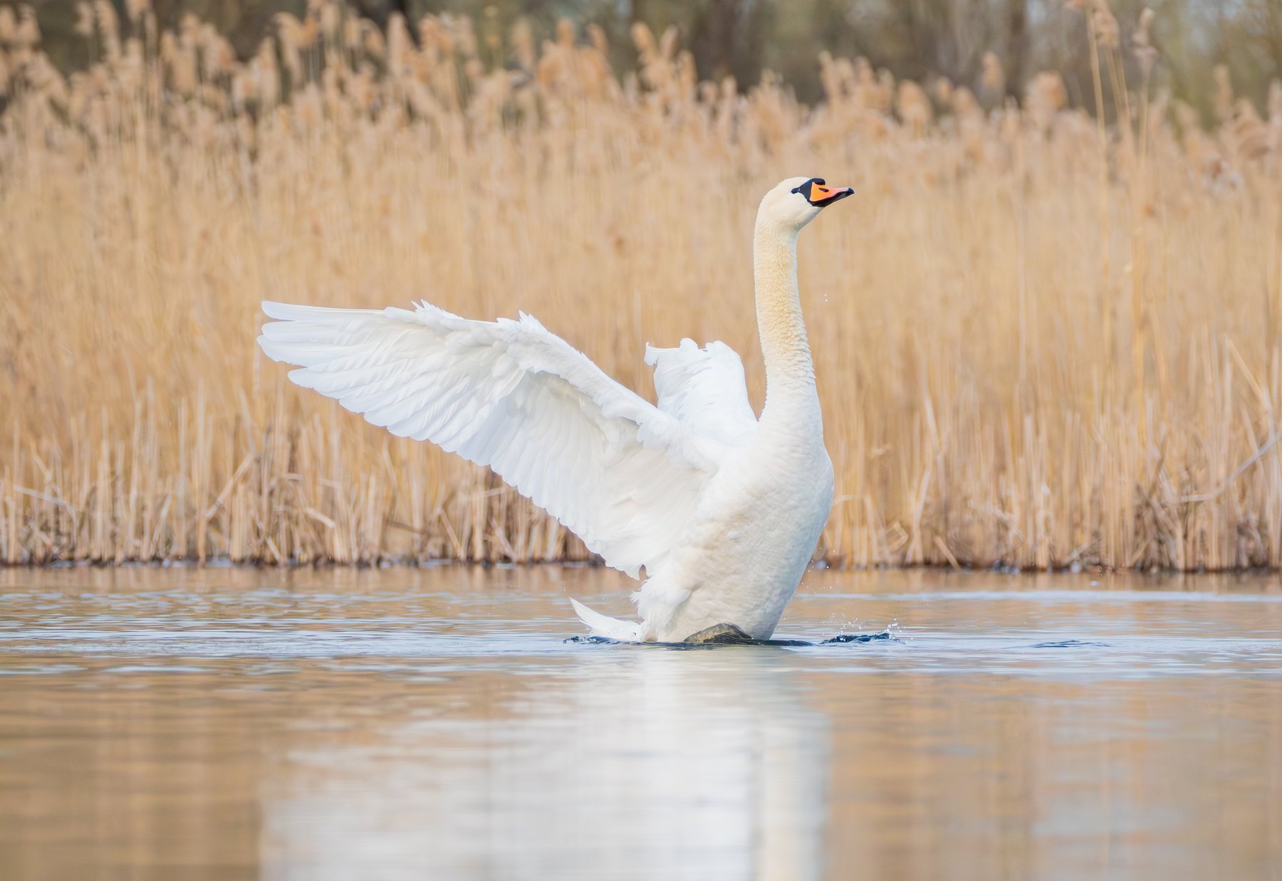 Mute swan displaying its wings