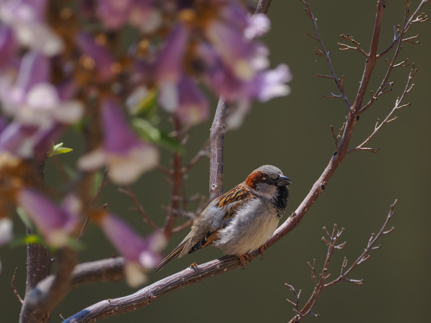 Sparrow among spring blossom