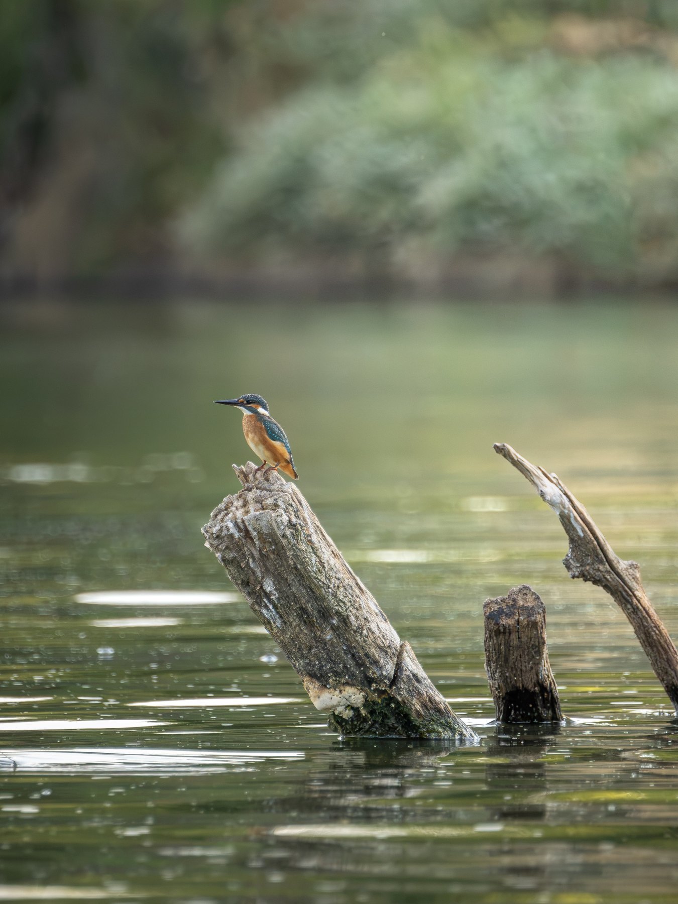 Kingfisher perched above the water