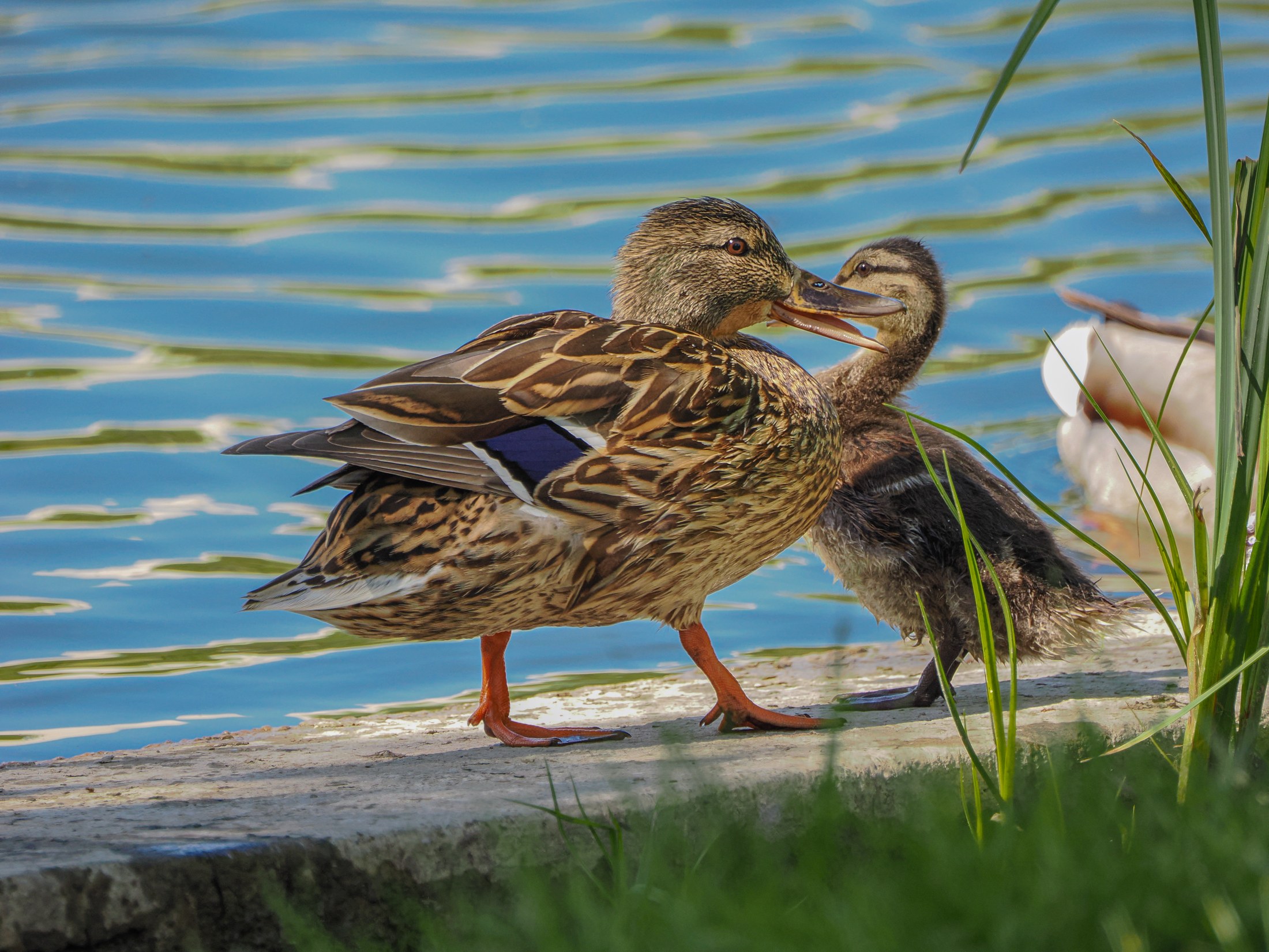 At the Water's Edge — Mallard family