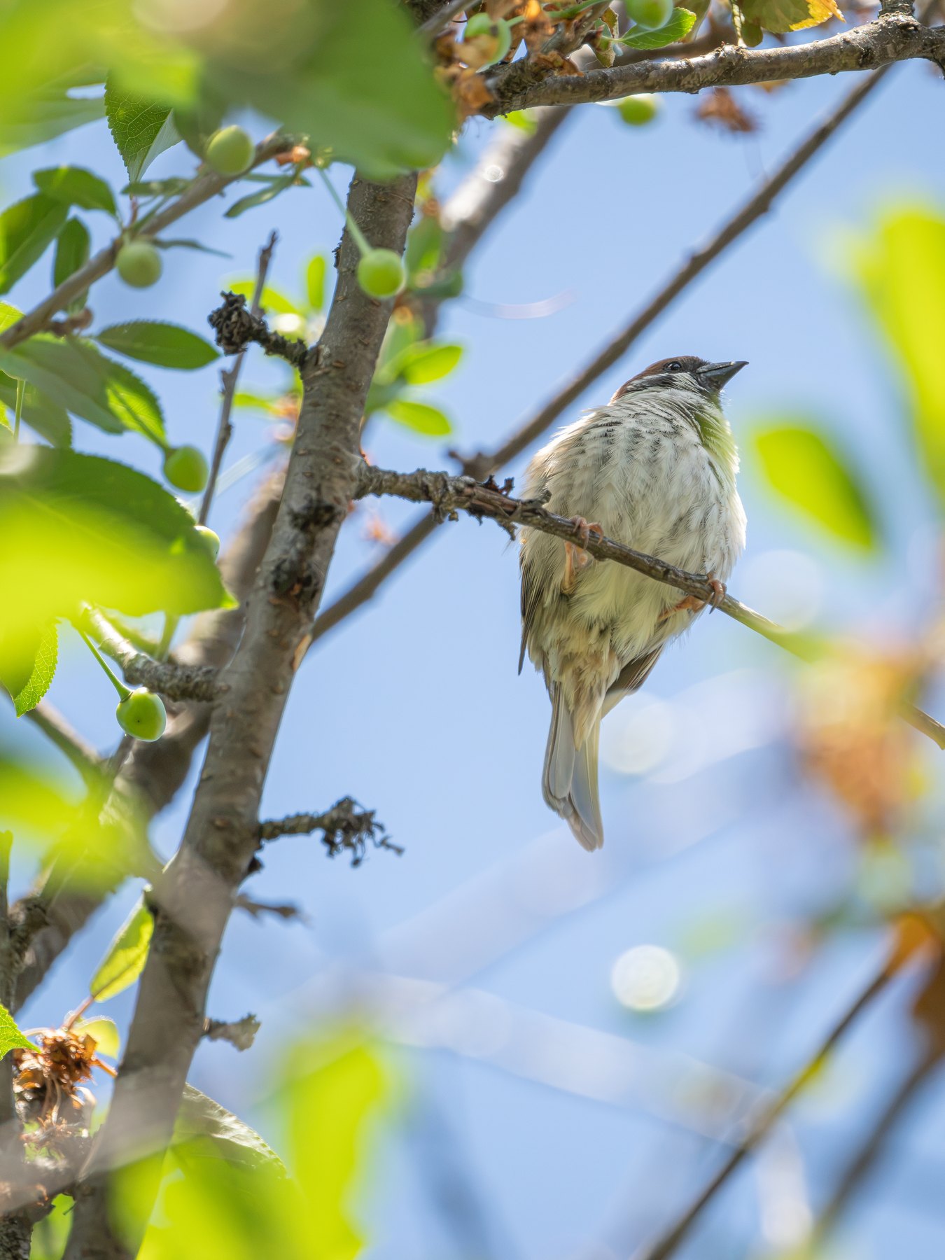 Songbird portrait in summer light