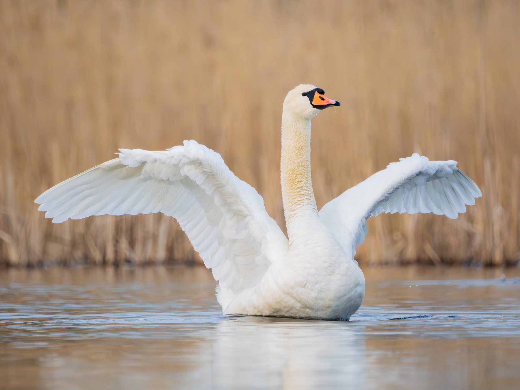 Mute swan displaying its wings