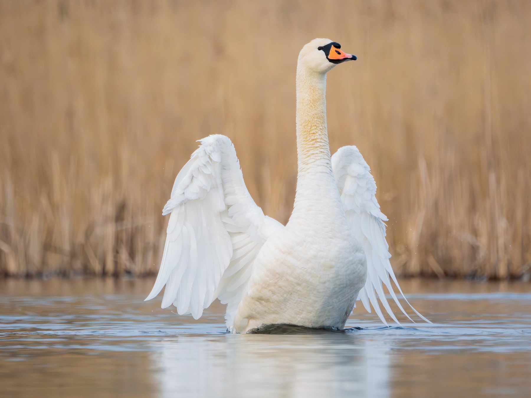 Mute swan displaying its wings