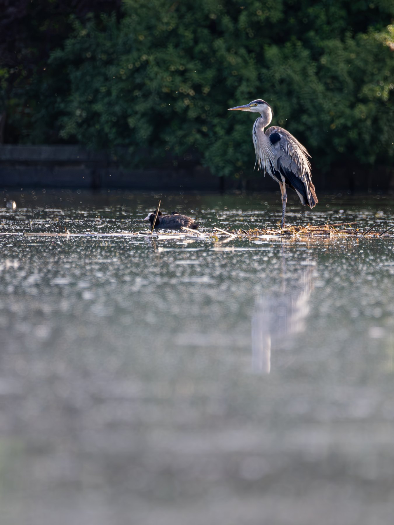 Grey heron at a quiet wetland