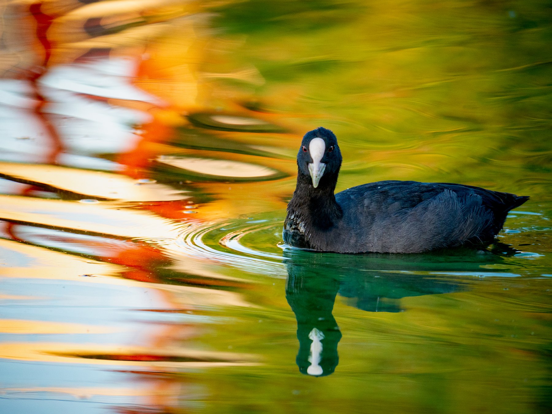 Coot swimming through reflected light