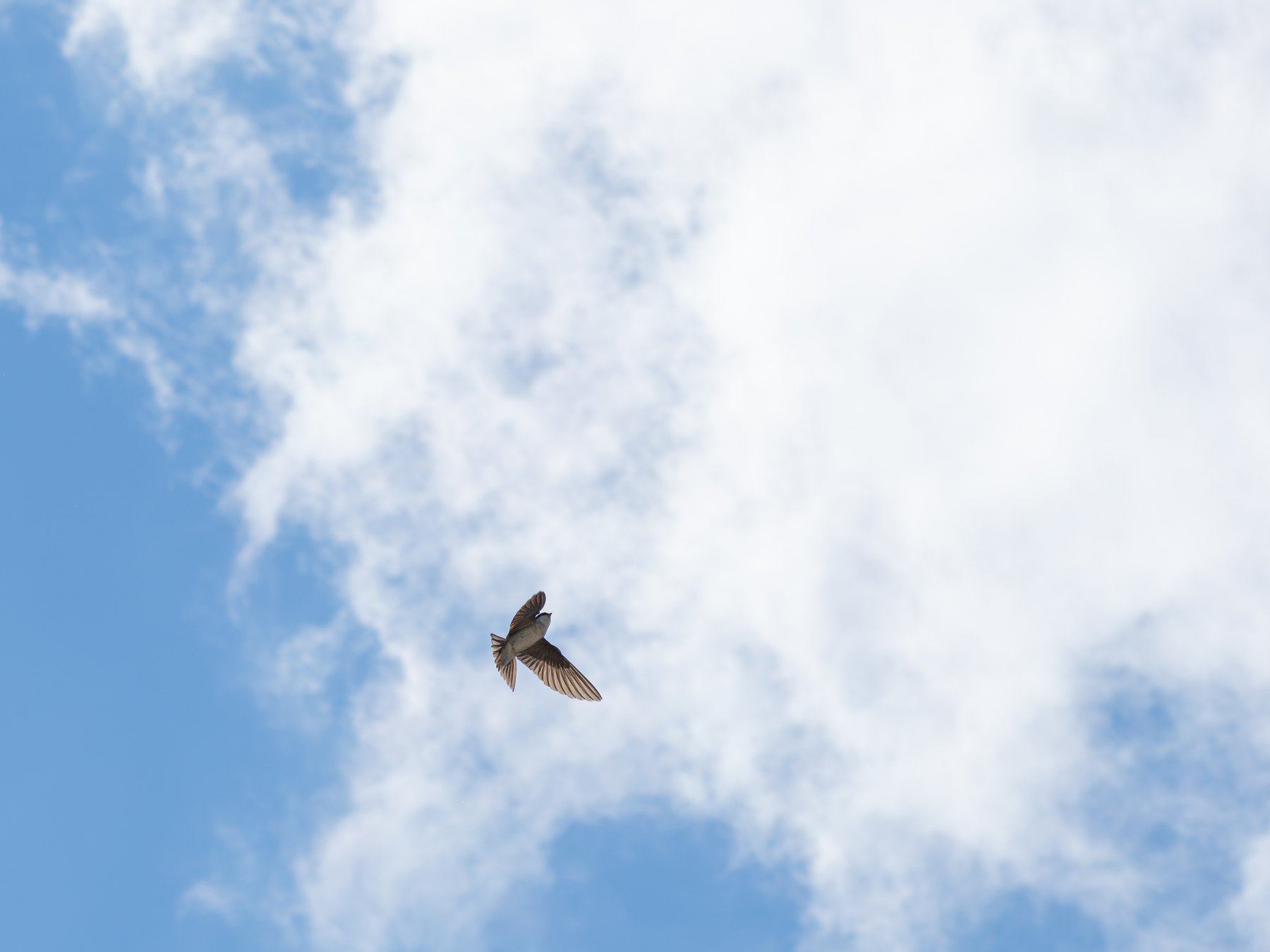 Bird crossing an open sky