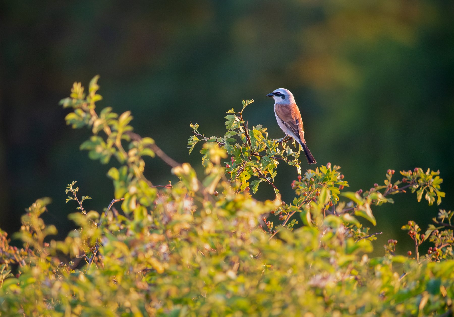 Wild bird among summer foliage