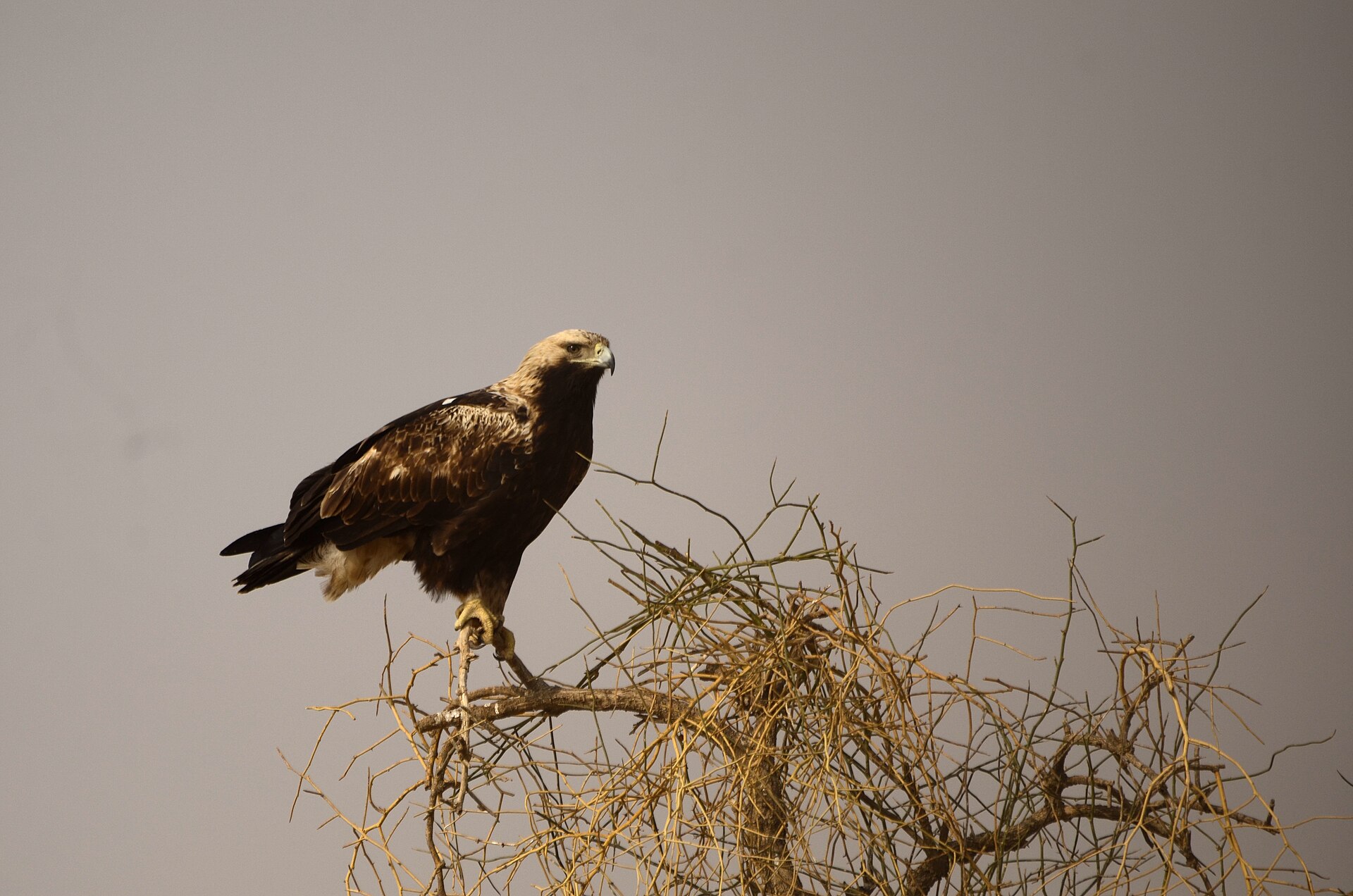 Eastern Imperial Eagle (Aquila heliaca)
