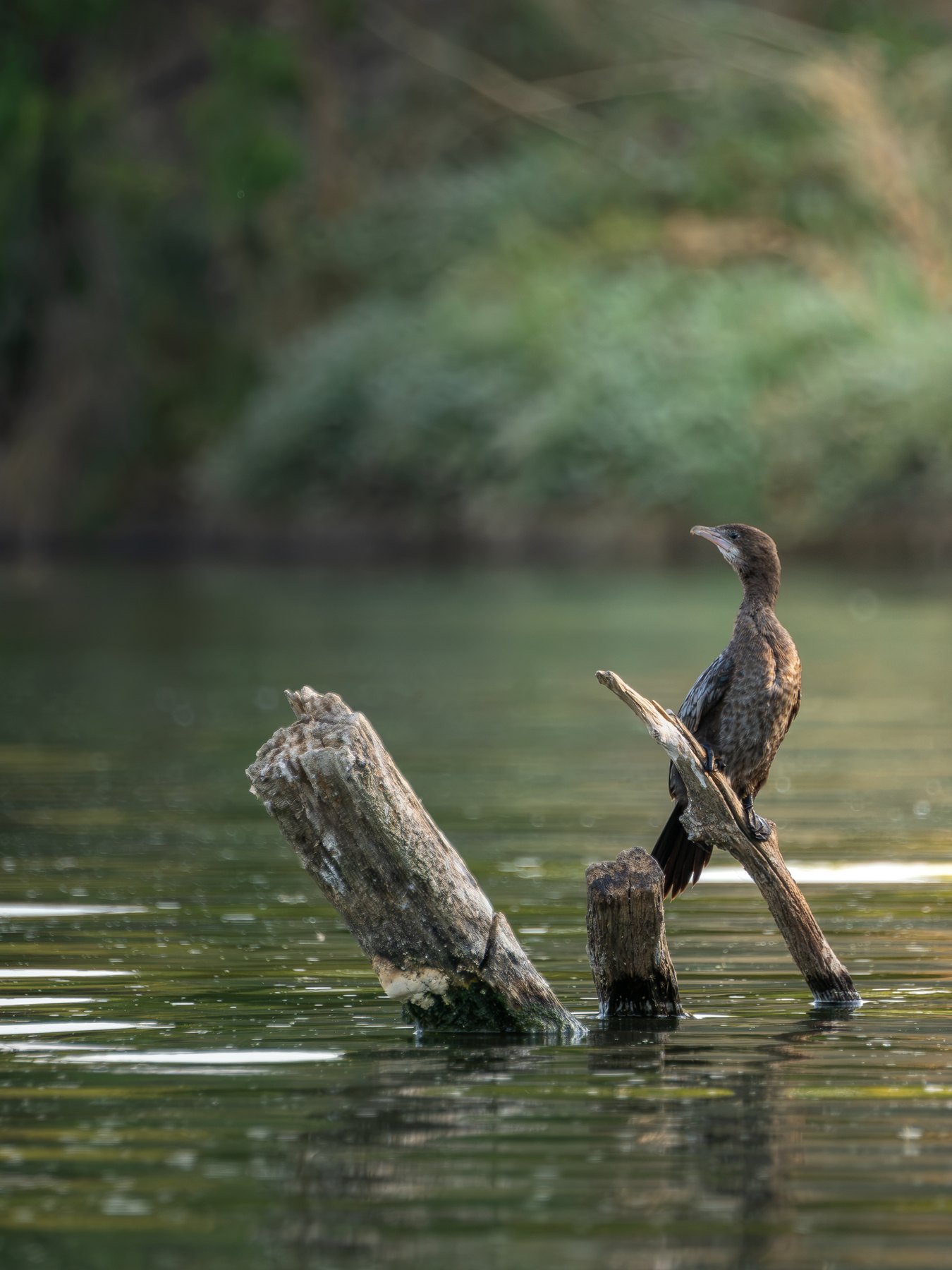 Cormorant resting above the water