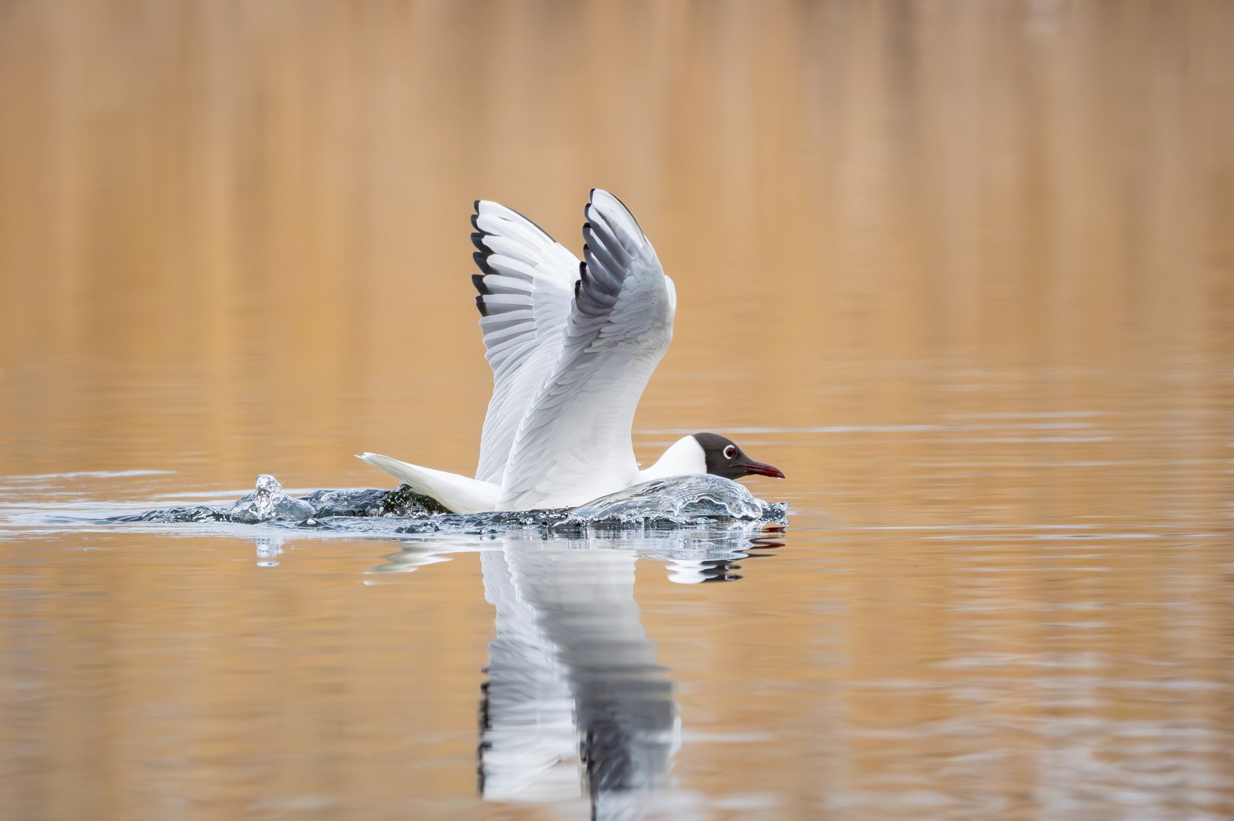 Swan in motion on the water
