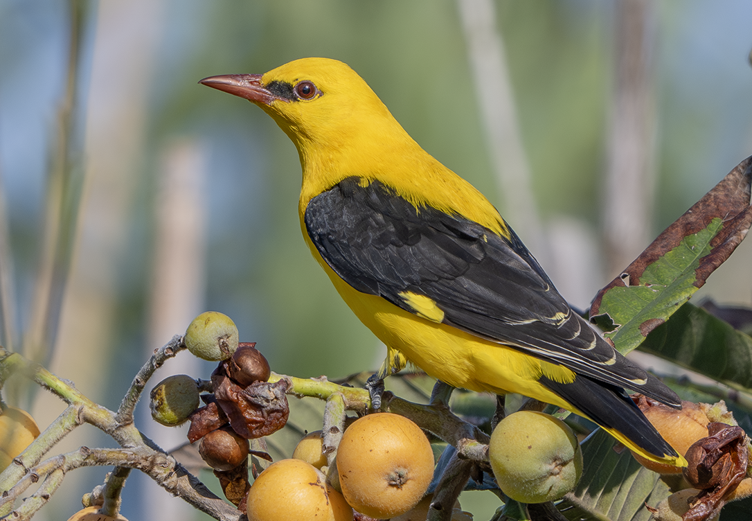Eurasian Golden Oriole (Oriolus oriolus)