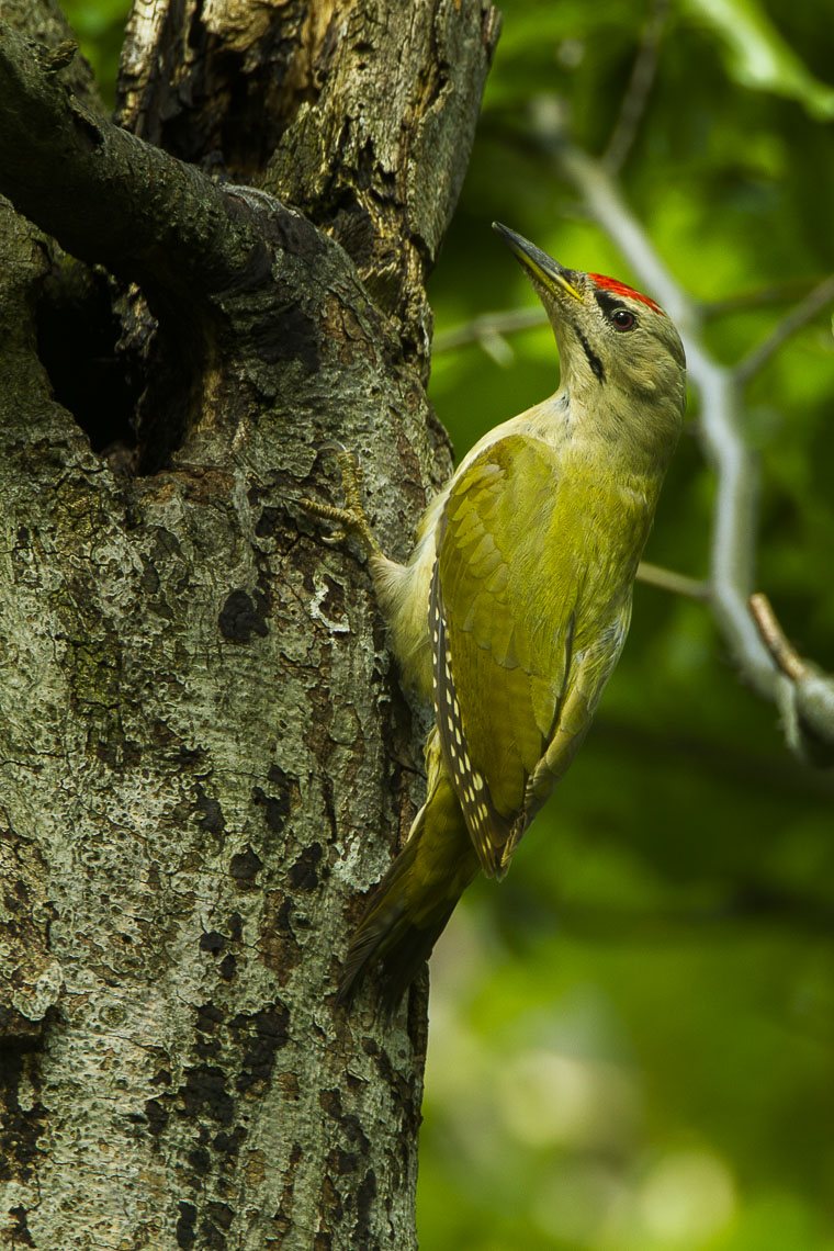 Grey-headed Woodpecker (Picus canus)