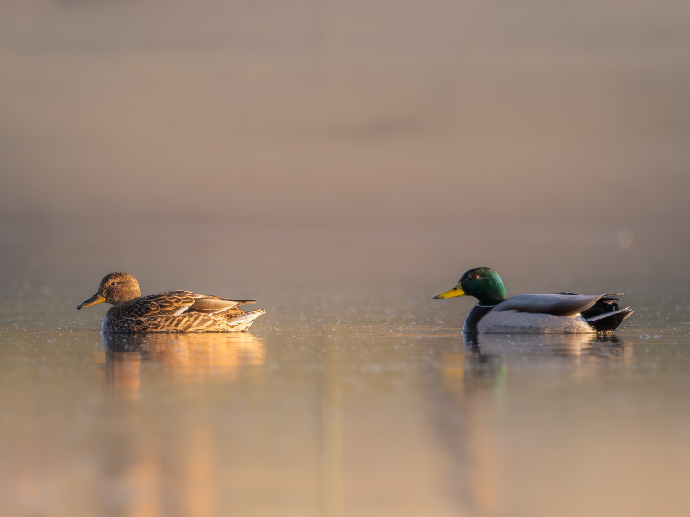 Morning Pair — Mallards on still water