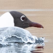 Detail of the gull's eye, bill and splashing water — before editing