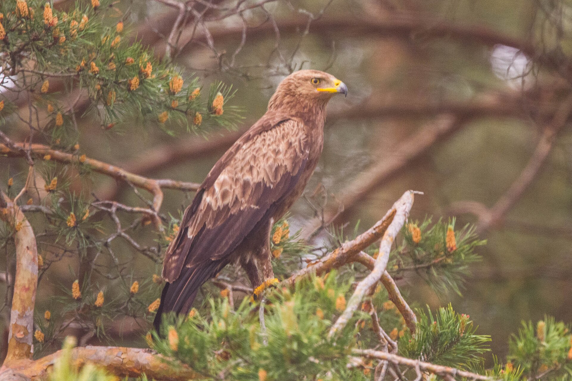 Lesser Spotted Eagle (Clanga pomarina)