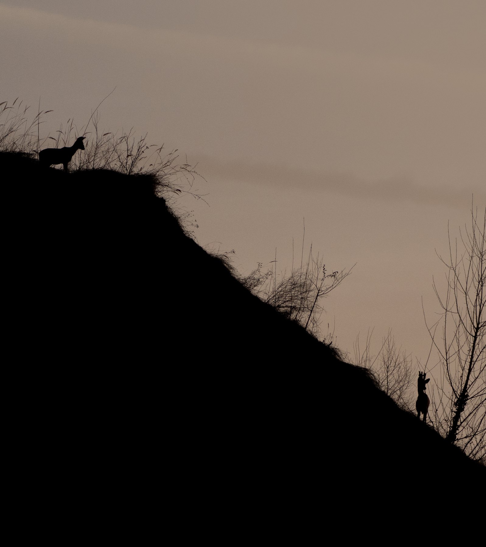 Deer silhouetted on a ridge