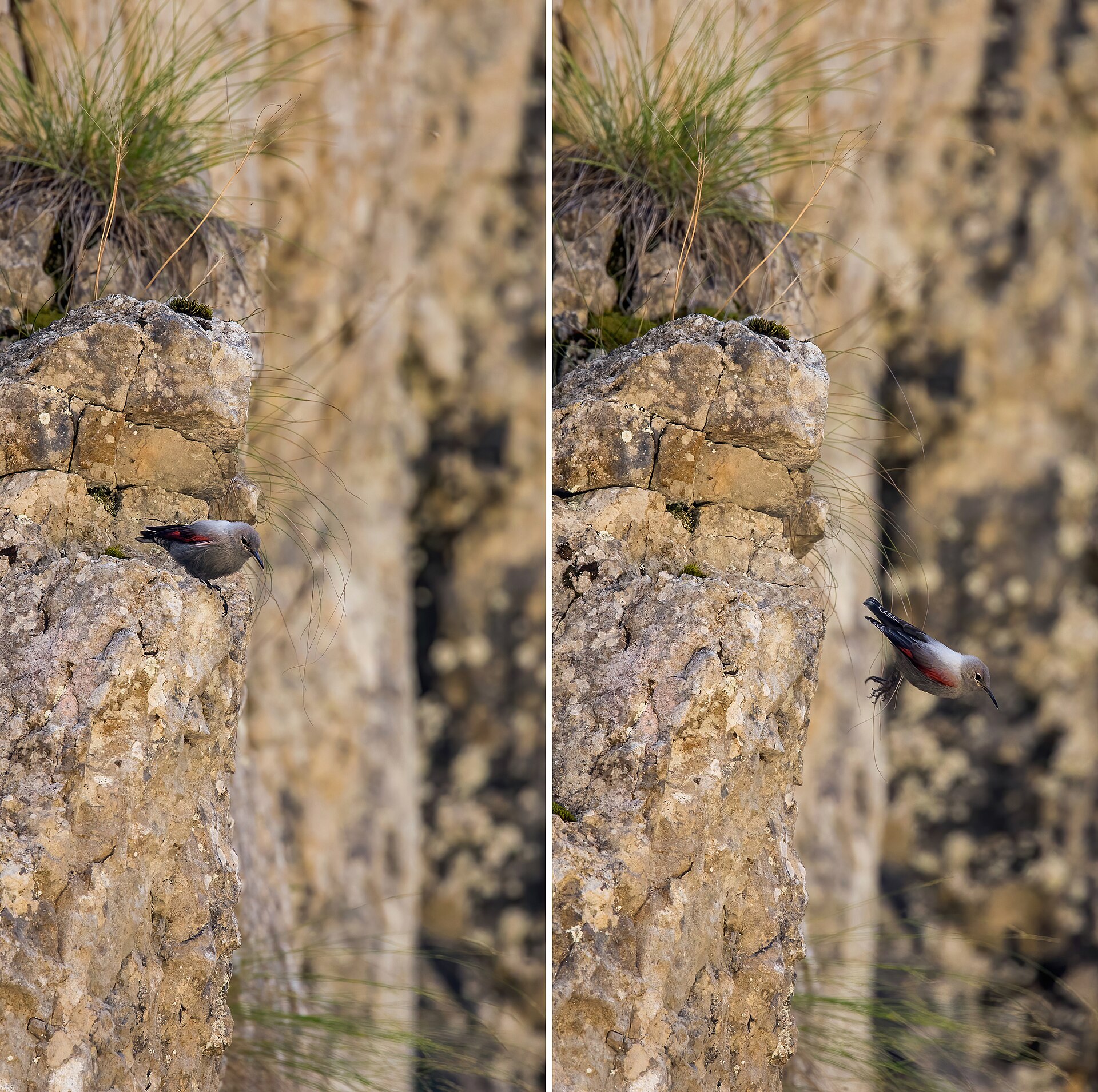 Wallcreeper (Tichodroma muraria)