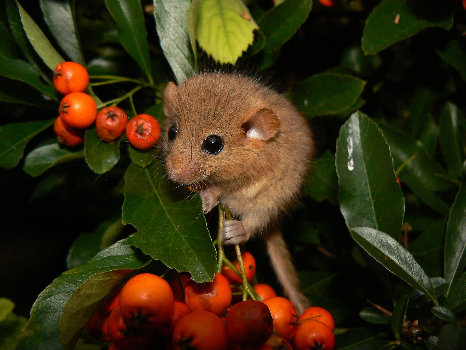 Hazel Dormouse (Muscardinus avellanarius)
