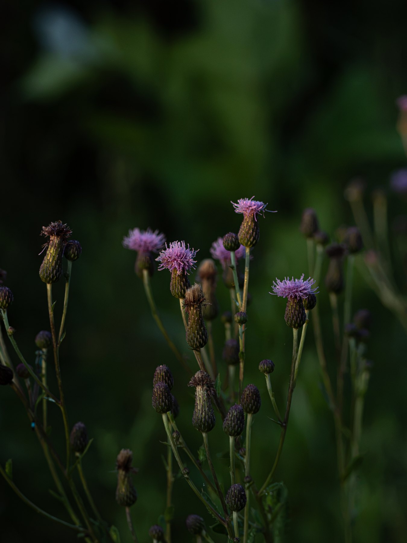 Wildflower in low evening light